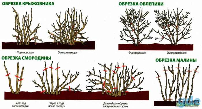 САДОВНИК-комплексное обслуживание!, фотография 3