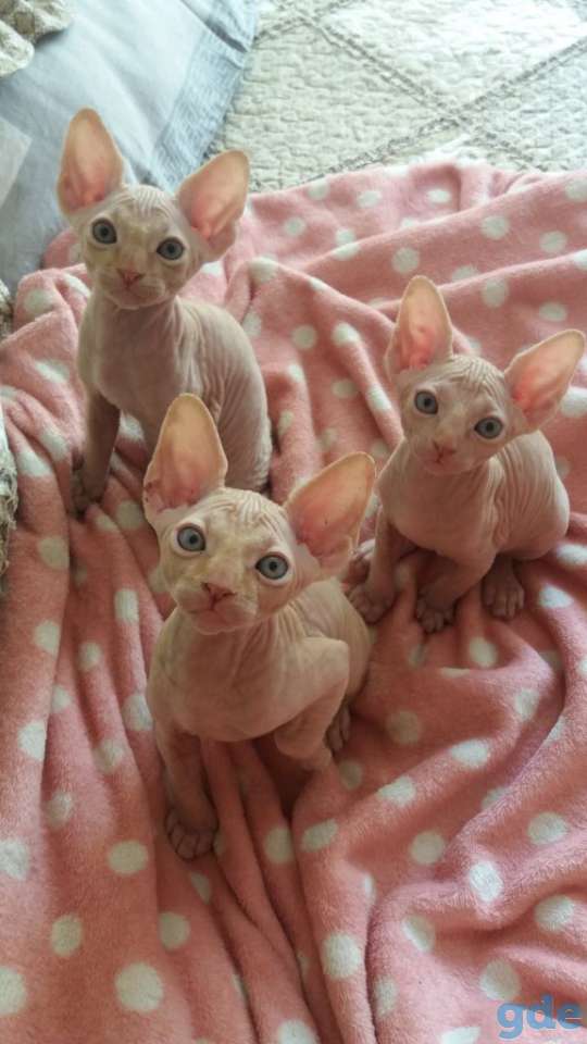 Продам котят канадского сфинкса, фотография 1