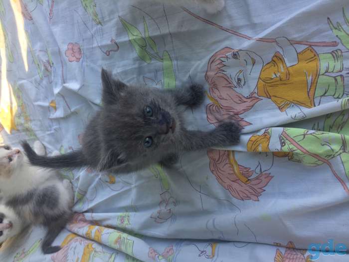 Котята, фотография 3