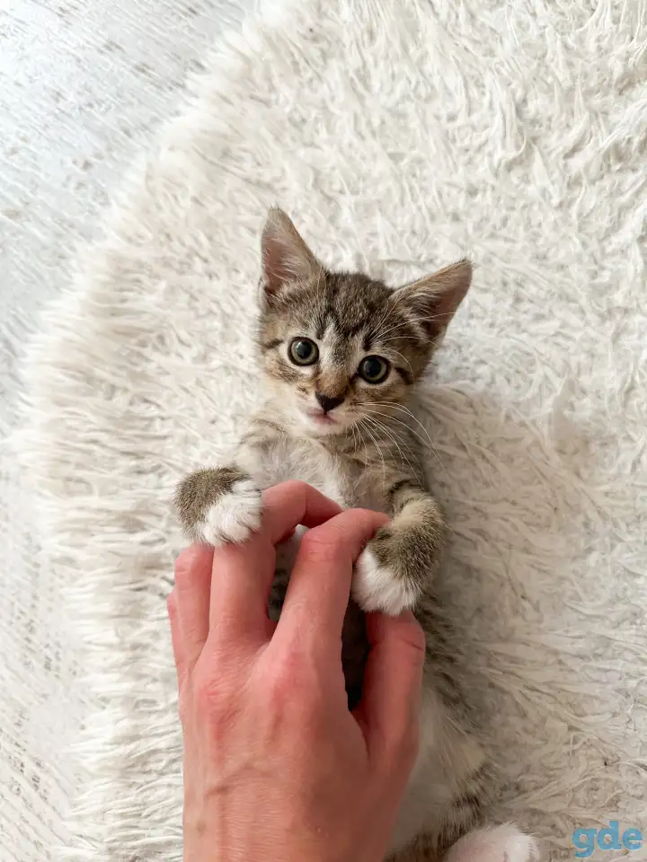 Котёнок, фотография 1
