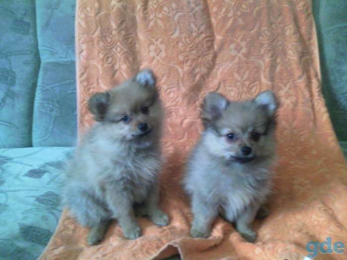 Померанские шпицы,продажа, фотография 1