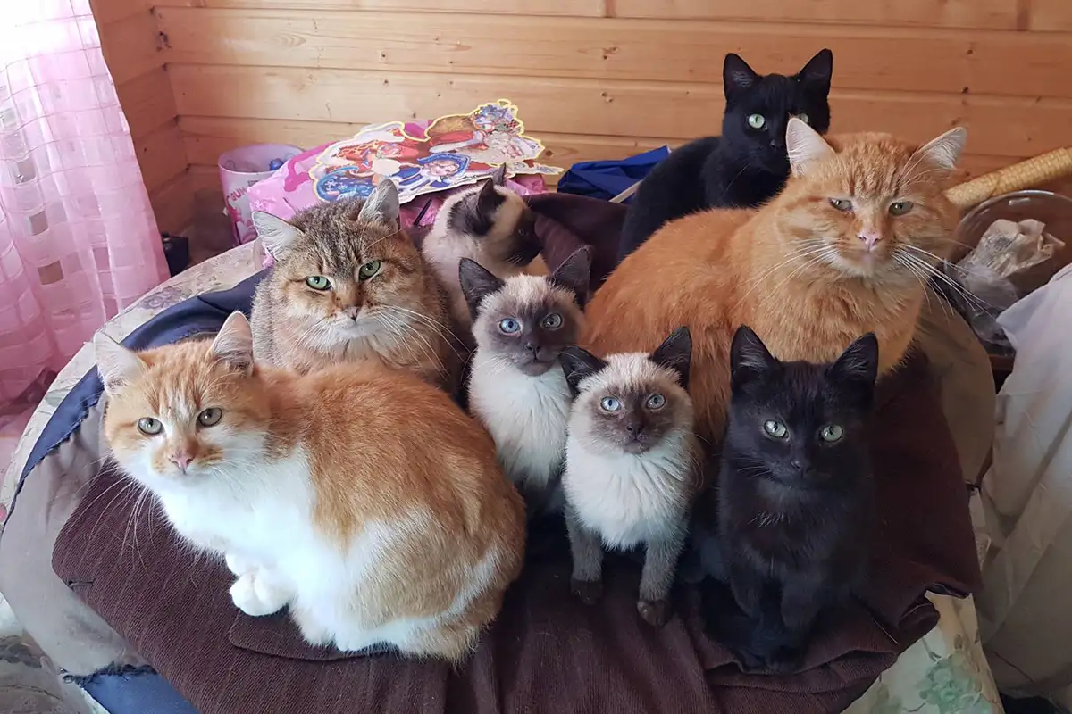 Котики очень срочно ищут дом, фотография 1