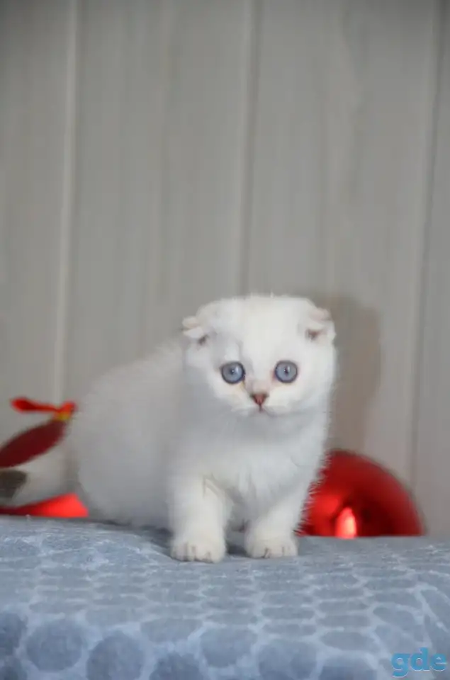 Шотландские котята, фотография 2
