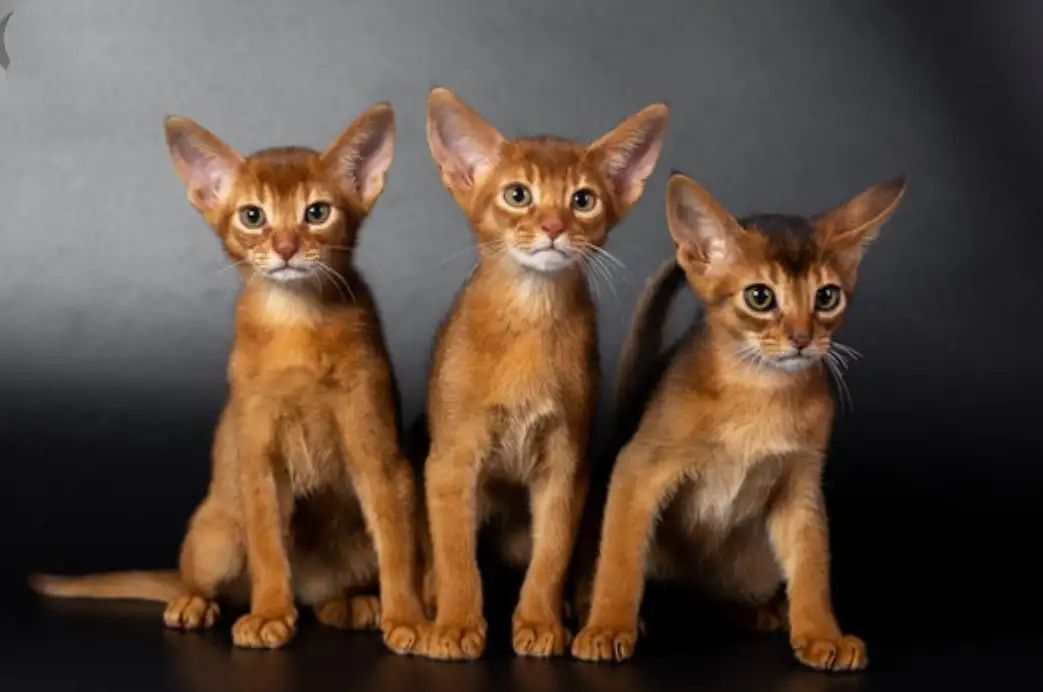 Абиссинские котята, фотография 1