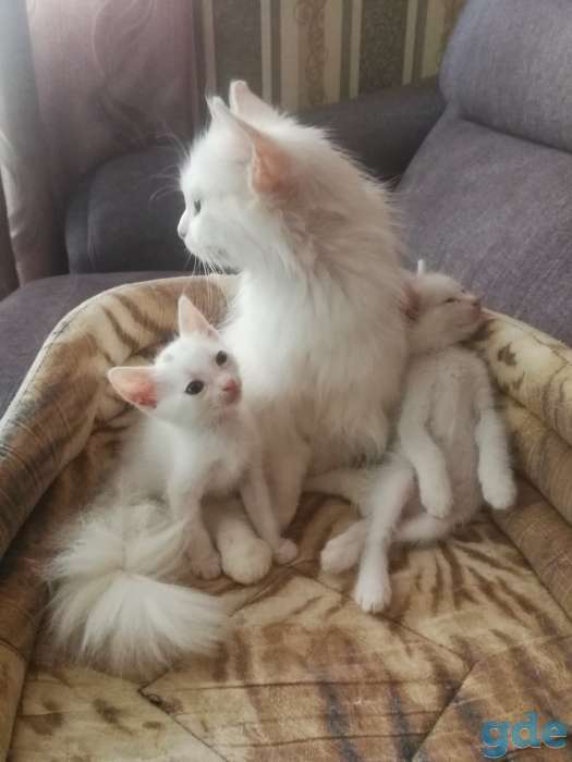 Подарю хорошеньких котят, фотография 5