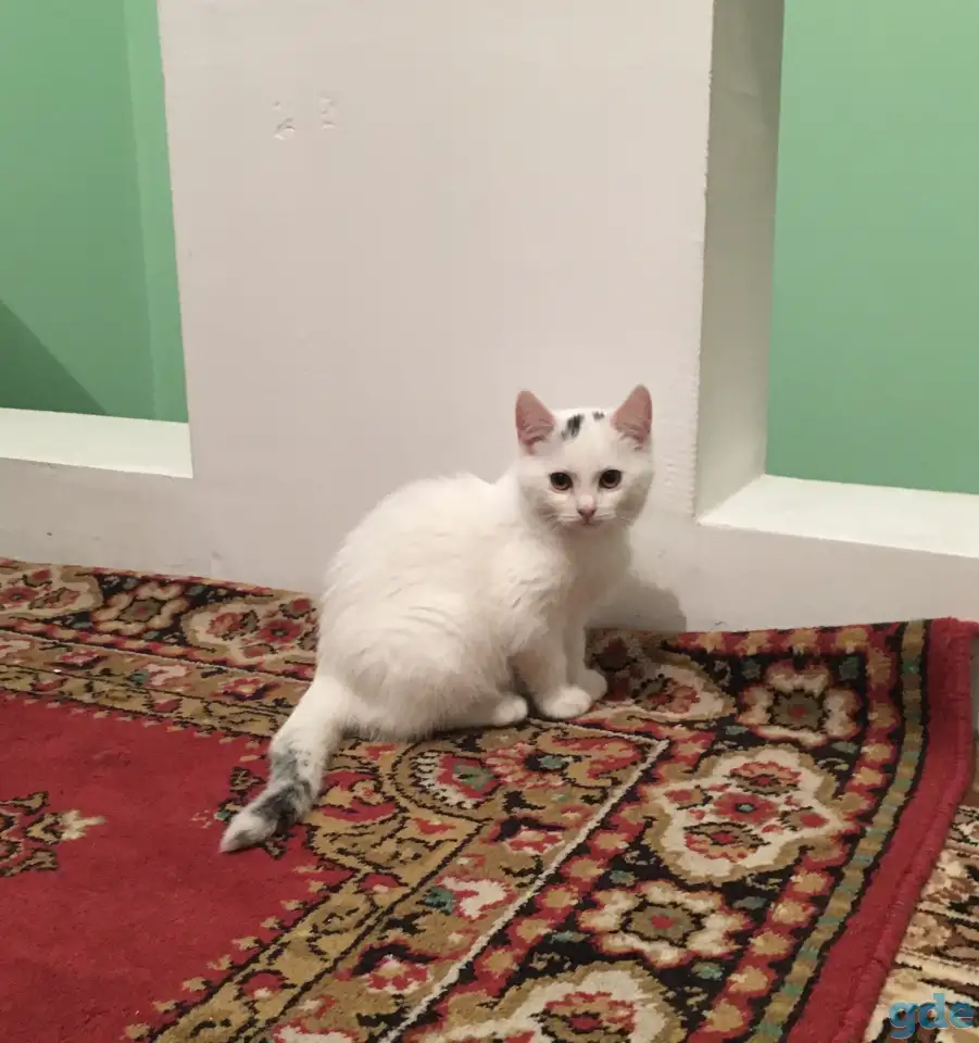 Котята подростки в дар, фотография 4