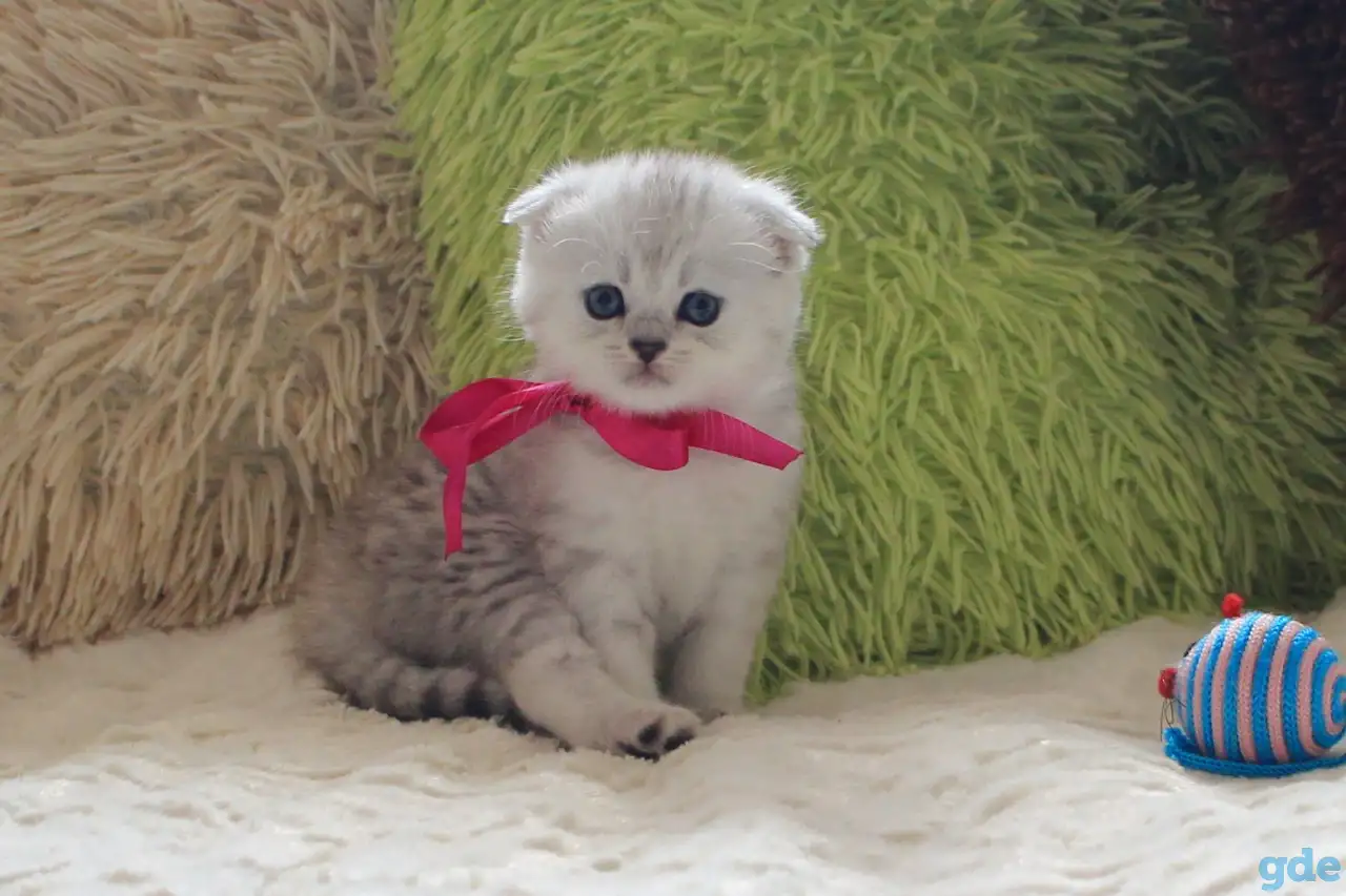 Шотландский котенок, фотография 3
