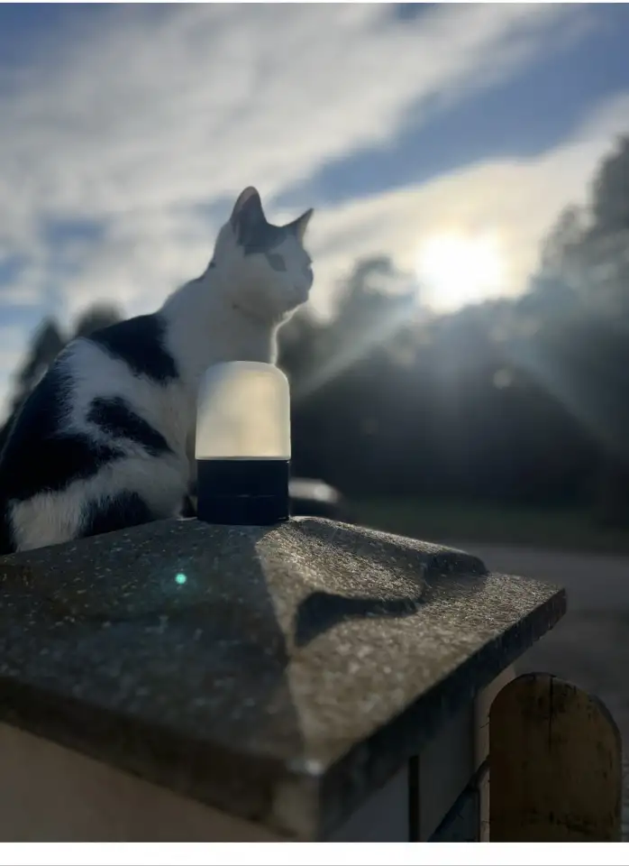 Котенок ищет дом!, фотография 3