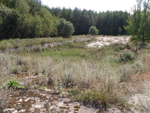 Перспективный участок в Негоничах 4,3 Га (89 км от Минска), фотография 1