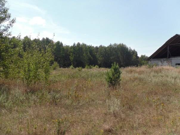 Перспективный участок в Негоничах 4,3 Га (89 км от Минска), фотография 4