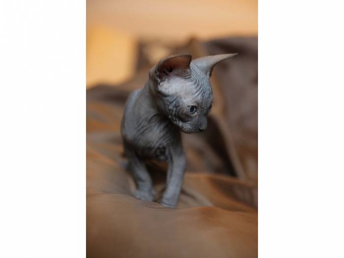котята канадского сфинкса, фотография 1