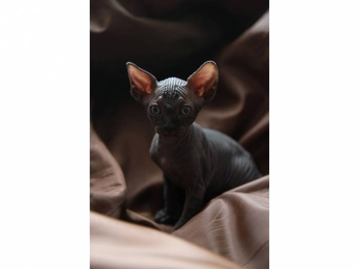 котята канадского сфинкса, фотография 4