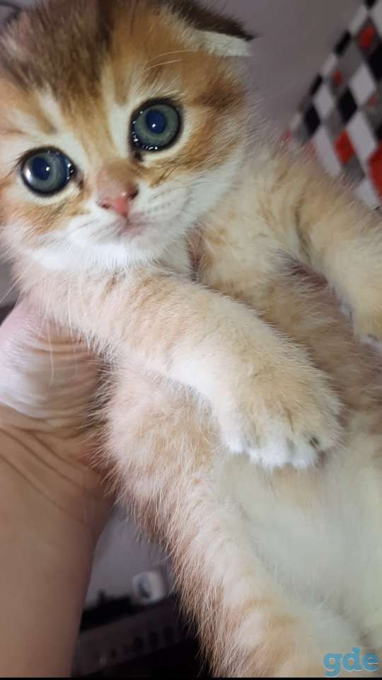 Шотланские и хайленд фолд котята, фотография 13