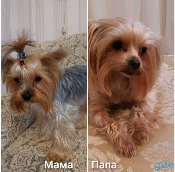 Продаются щенки девочки и мальчики йоркширского терьера, фотография 3