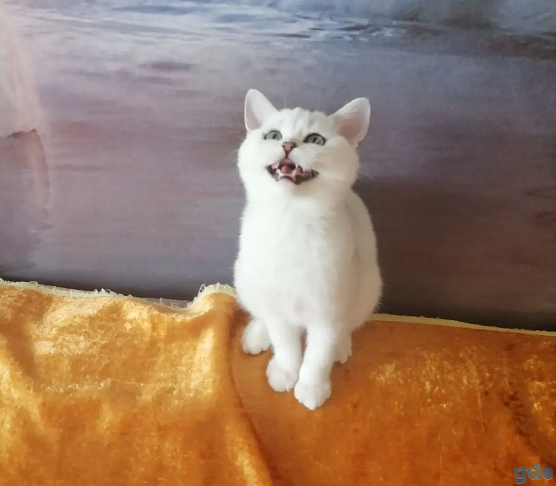 Британские котята, фотография 2