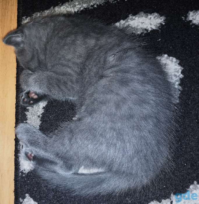 Продам британских котят, фотография 4