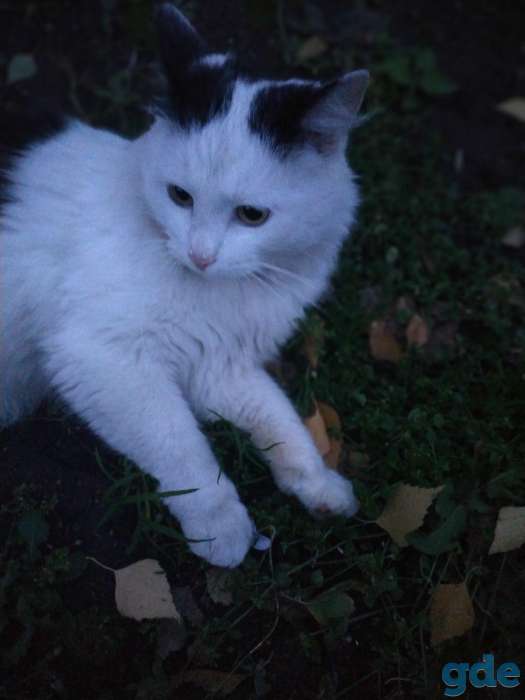 Пропал кот!, фотография 3