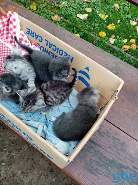 Котятам нужна передержка срочно, фотография 1