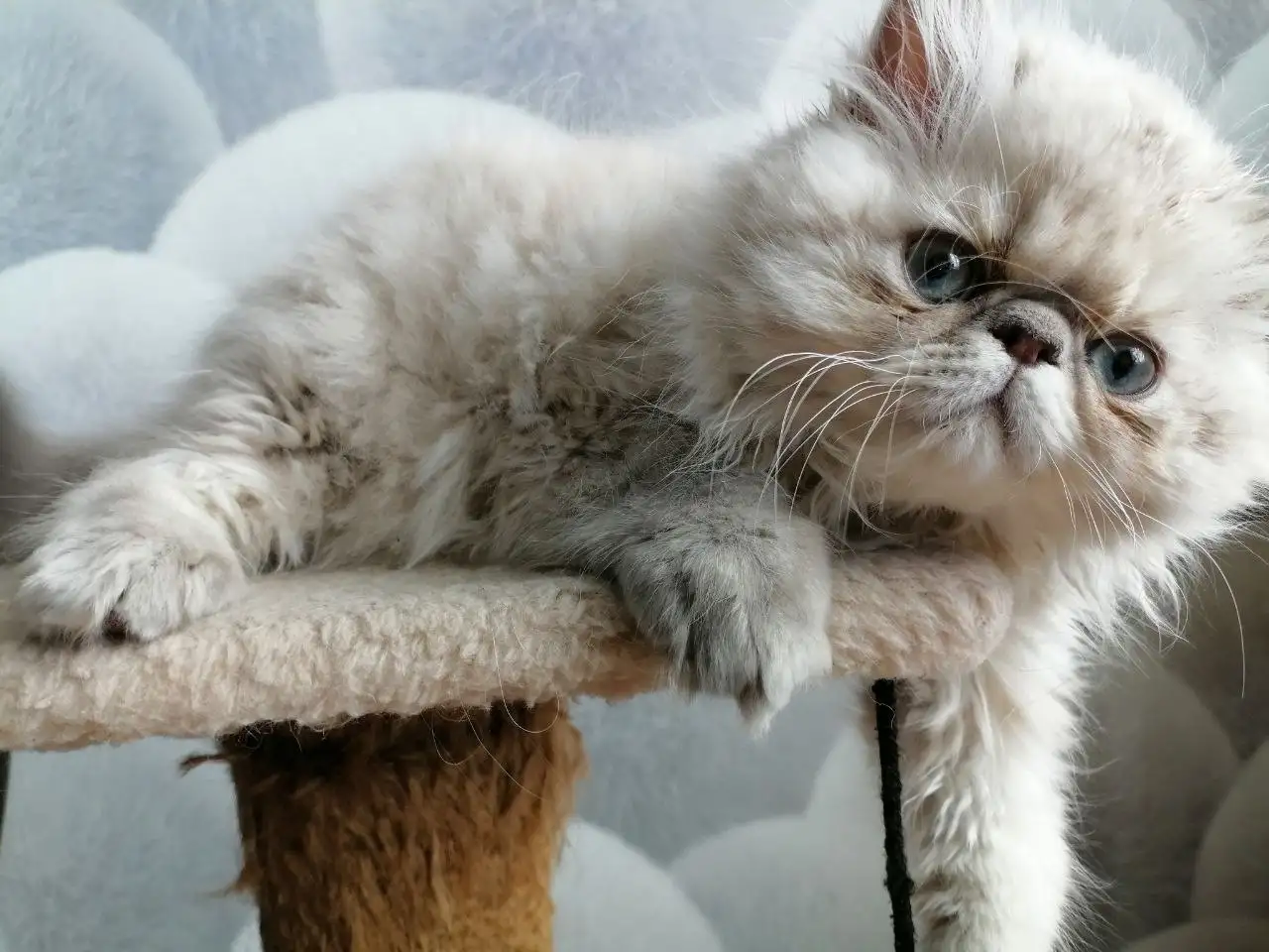 Пепсидский мальчик, фотография 2