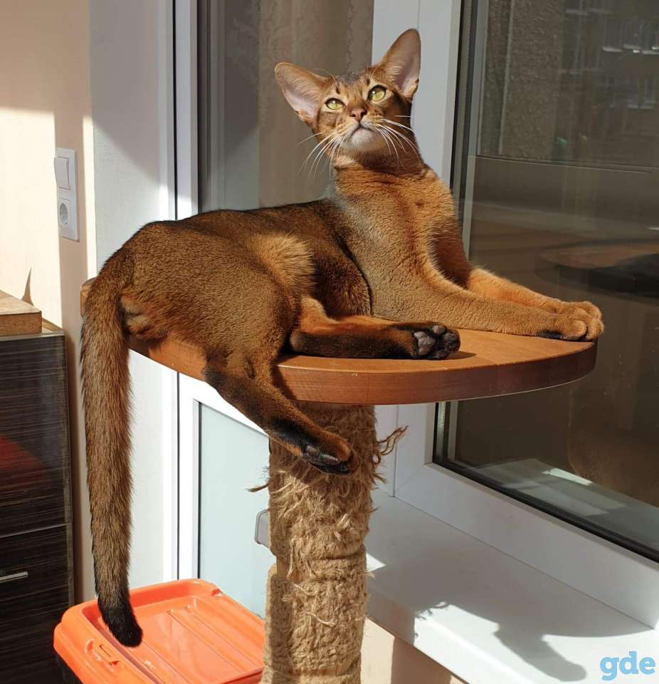 Абиссинский котенок из племенного питомника, фотография 7