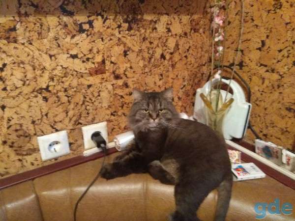 Стрижка котов, фотография 1