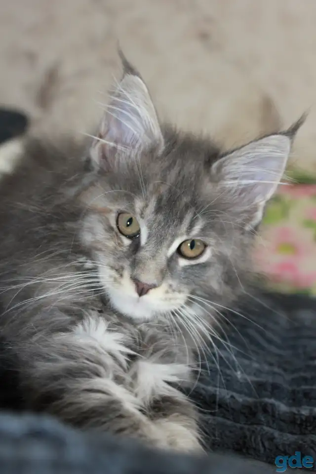 4 Котенок Мейн кун, фотография 3