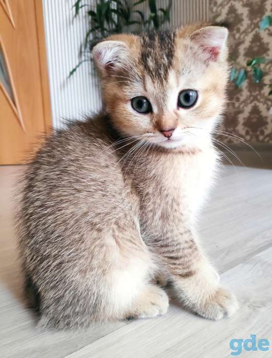Продаются шотландские котята, фотография 1