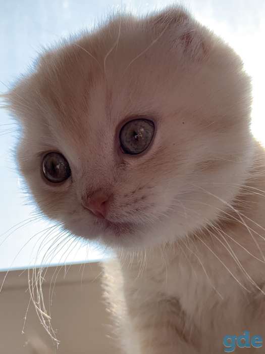 Продаются шотландские вислоухие котята, 2 месяца, фотография 5