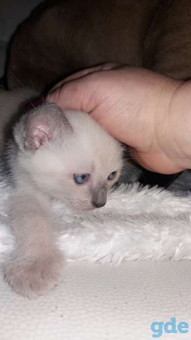 Сиамские котята, фотография 3