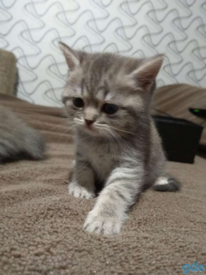 Шотландская кошка, фотография 6