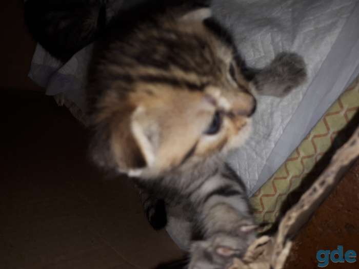 Продаются котята шотландские, фотография 3