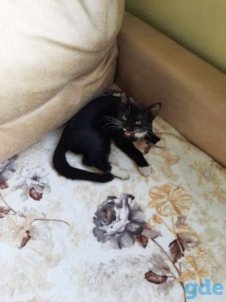 Котенок ищет дом, фотография 2