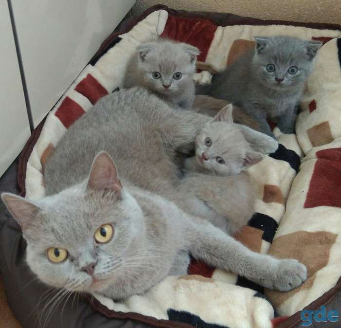 Шотландские котята, фотография 1