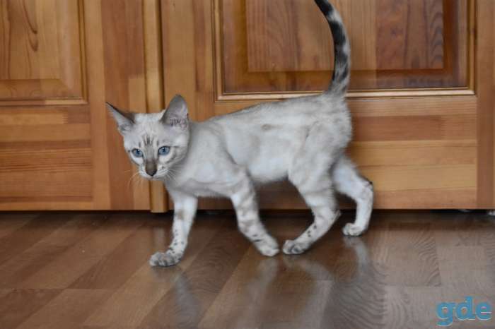 Бенгальские котята, фотография 7