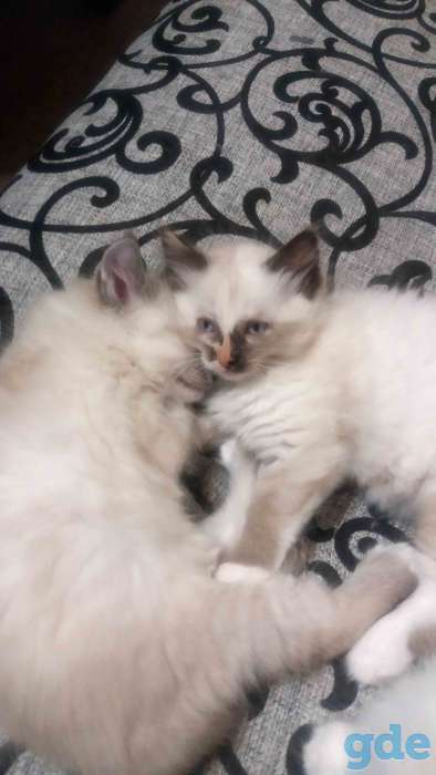 Котята, фотография 8