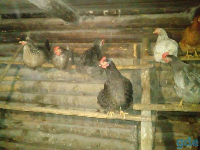 продаю пищевое яйцо домашние, фотография 2