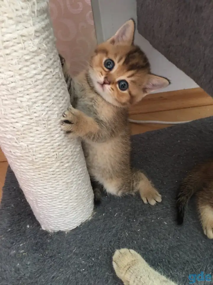 Шотландские котята, фотография 2