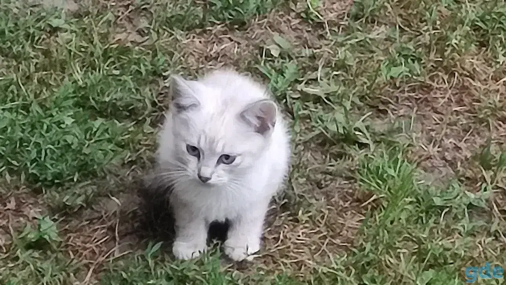 Котята в добрые руки, фотография 2