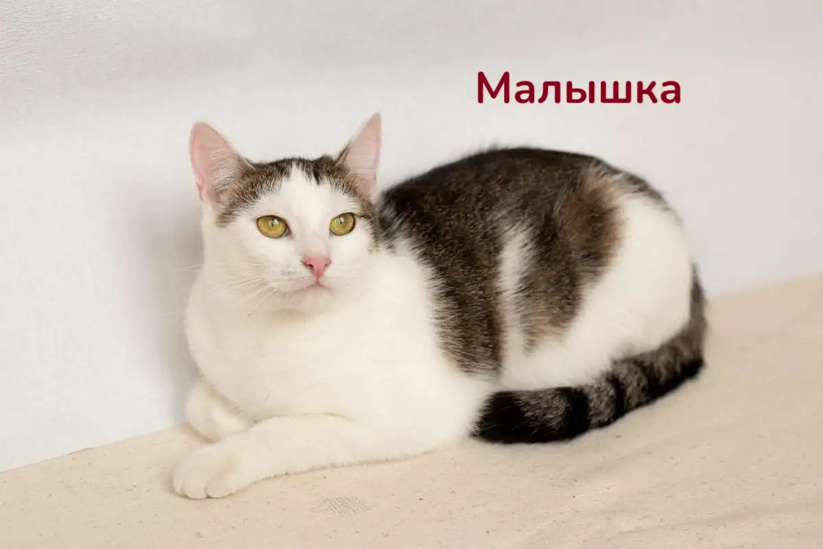 Чудесные кошечки-сестрички Малышка и Мура в дар, фотография 3