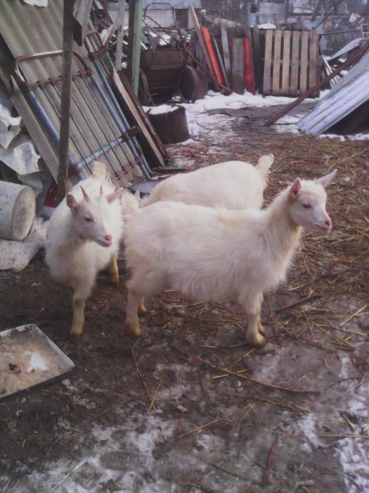 Продам козочек , фотография 2