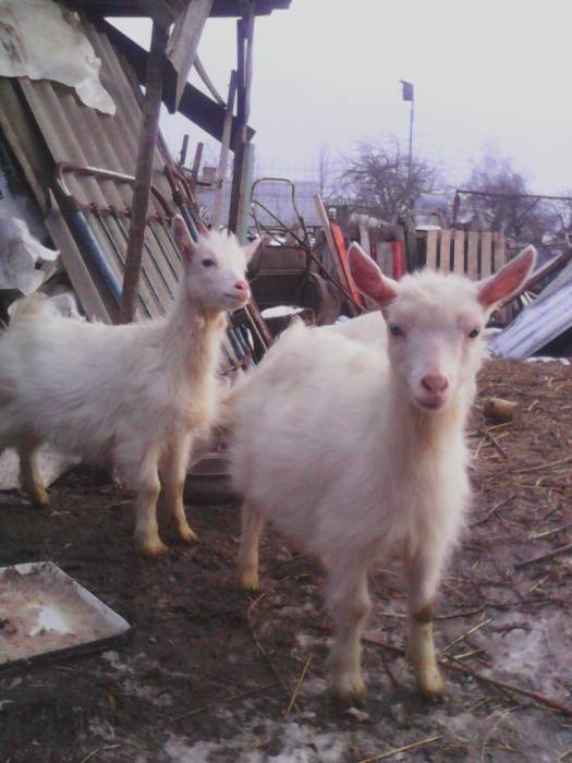 Продам козочек , фотография 5