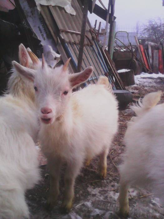 Продам козочек , фотография 6