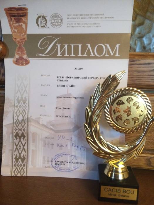 Щенок йорка. На выставке в Минске получила титул 