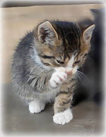 Котёнок-мальчик в дар!, фотография 2