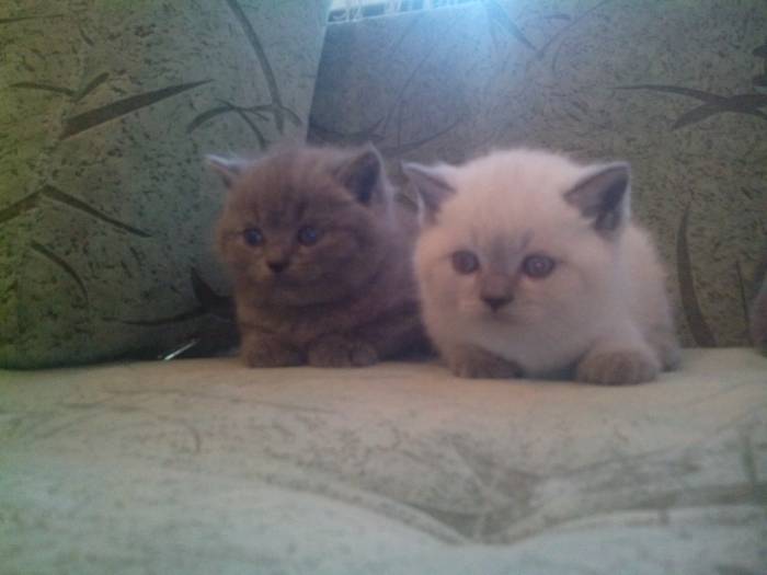 Британские короткошерстные котята, фотография 1