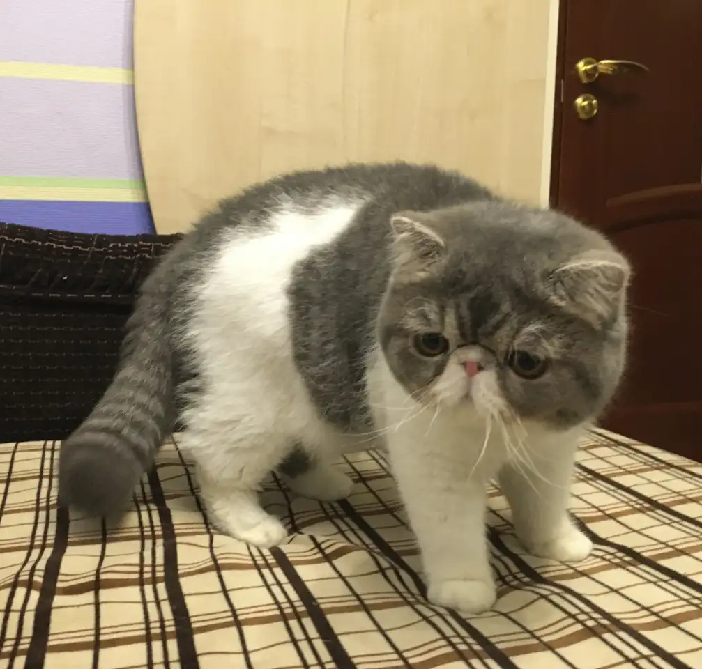 Экзотические короткошёрстные котята, фотография 17