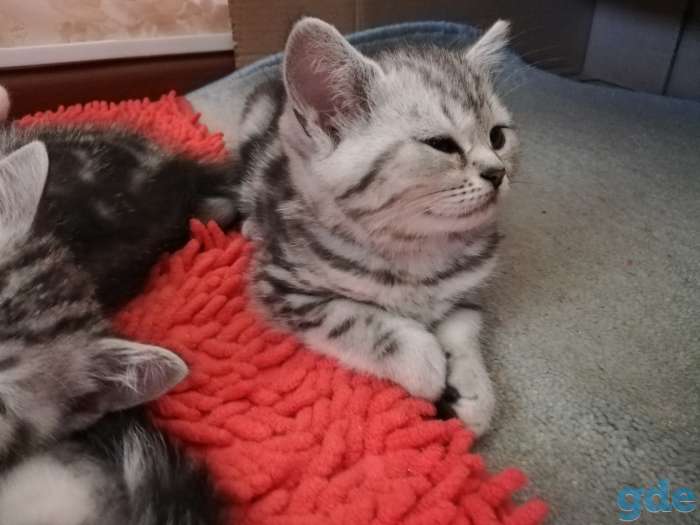 Шотландские котята, фотография 4