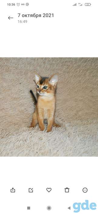 Абиссинский котенок, фотография 5