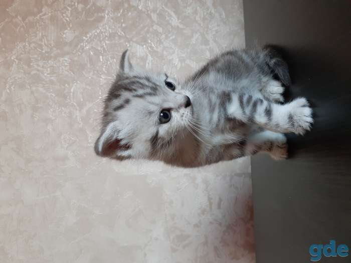 Шотландские котята, фотография 5
