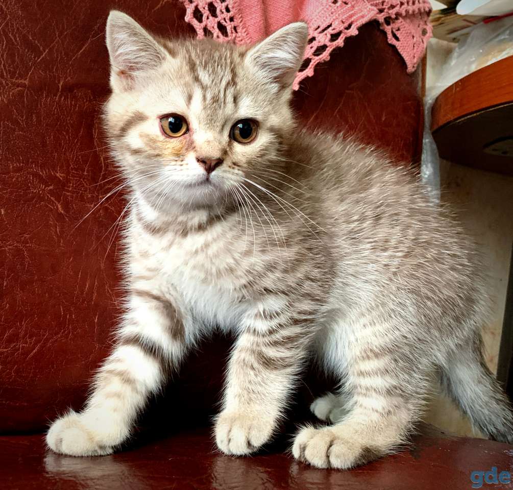 Шотландские котята Скоттиш-страйт, фотография 8